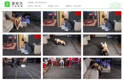 意之窗工作室_汤圆k9训练学狗狗撒尿狗盆进食